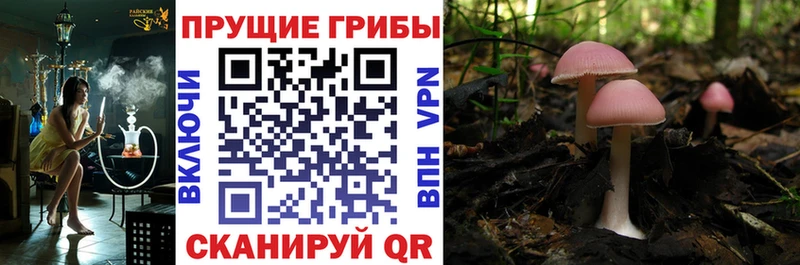 Псилоцибиновые грибы Psilocybine cubensis купить наркотики сайты Сясьстрой